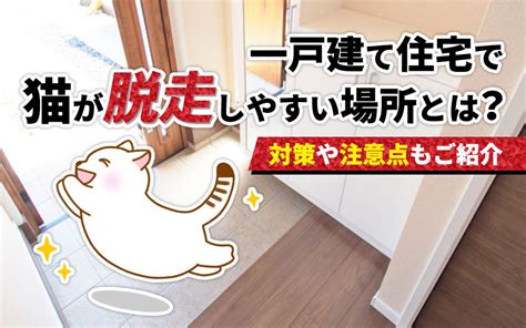 一戸建て住宅で猫が脱走しやすい場所とは？対策や注意点もご紹介｜リビングボイス