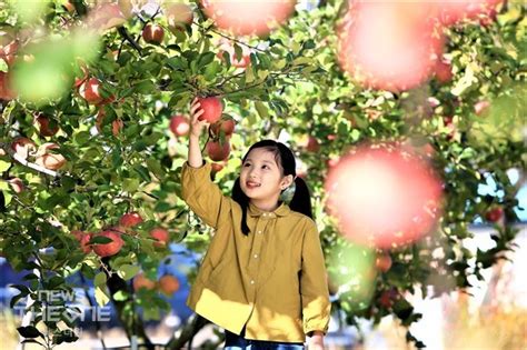 영주사과축제 부석사 단풍 향연과 함께 29일 개막