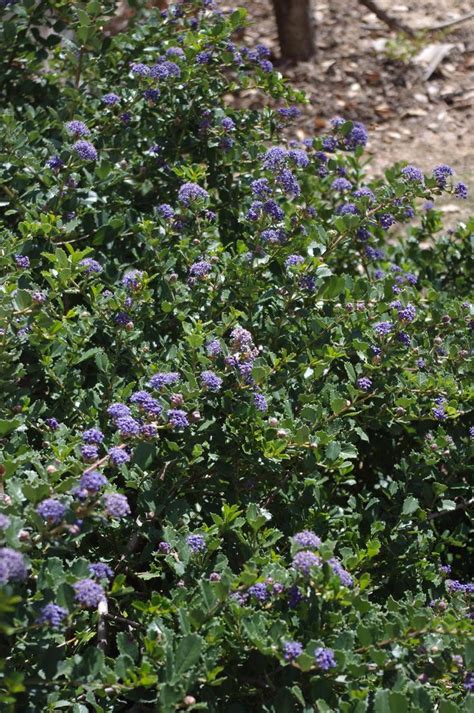 Central And Northern California Lilacs