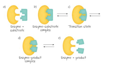 Biology Chapter 2 5 Enzymes Flashcards Quizlet