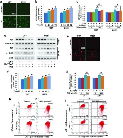 Damaged Mitochondria Aggravated Tmz Induced Dna Dsbs Via Increases In