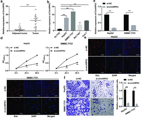 Silencing Of Circhipk3 Notably Restrained The Proliferation And