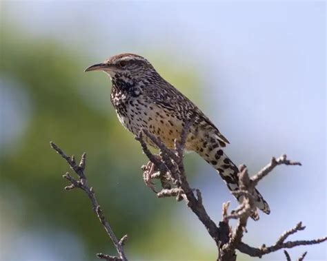 Cactus Wren - Facts, Diet, Habitat & Pictures on Animalia.bio