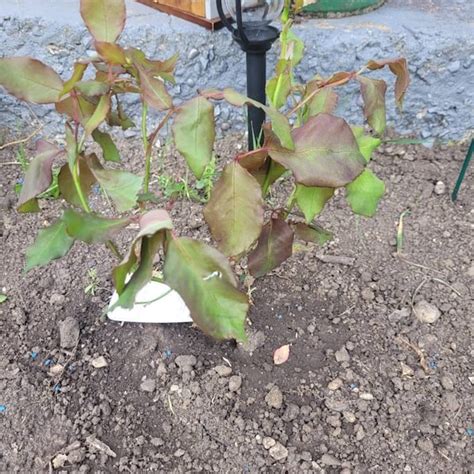 1 X Queen Elizabeth Climbing Rose Bush 3ltr Pot Etsy Uk