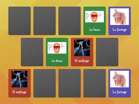 Sistema Digestivo Matching Pairs