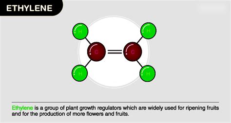 Ethylene Structure Formula Function Uses And Role As A Plant Hormone