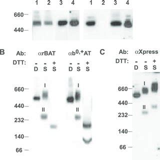 Fret Analysis Of B At Rbat Tagged With Gfp Variants A Scheme Of