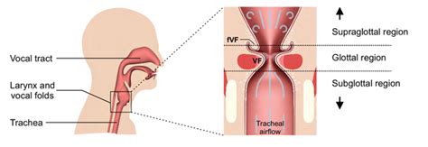 IGTE Numerical Computation Of The Human Voice Source