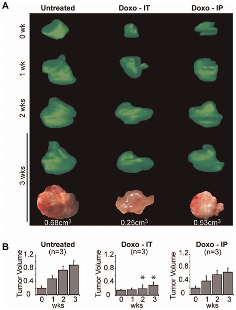 Treatment Of Hep551c Mouse Hcc Model By Doxorubicin Mice Bearing