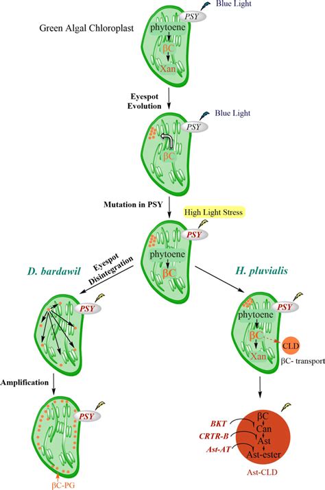 Proposed Evolutionary Origin Of Carotenogenesis In D Bardawil And In