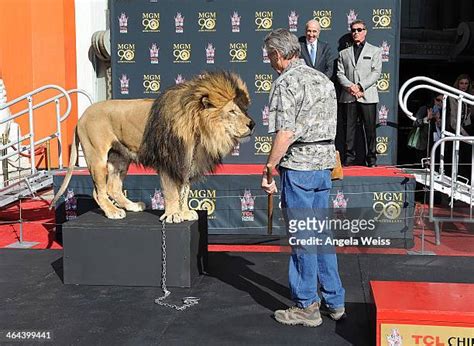 88 Leo The Mgm Lion Stock Photos High Res Pictures And Images Getty