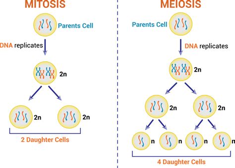 Differences Between Meiosis And Mitosis Colorful Symbols Vector