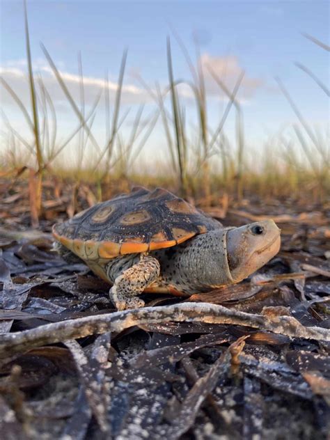 Reserve Wednesday Diamondback Terrapins Apalachicola National Estuarine Research Reserve