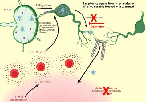 Ozanimod Mechanism Of Action Adapted From Stimulated T Cells Migrate