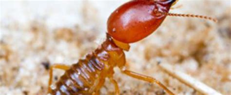 Termite Orange County Pest Control