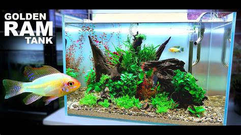 Aquascape Tutorial GOLDEN RAM Aquarium Using POND SOIL How To Non