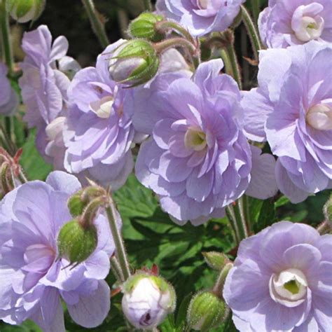 Geranium Vivace Pratense Summer Skies Des Fleurs Doubles Bleu