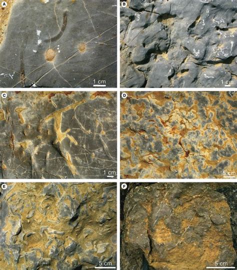 Firmgrounds With Trace Fossils And Ichnofabrics From The Monte Santa