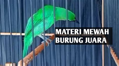 Pancingan Cucak Ijo Sangat Ampuh Untuk Menaikan Mental Ijo Lain Agar