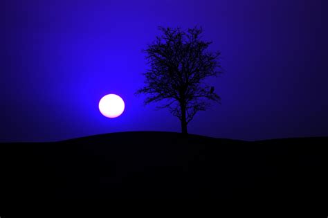 night, mystical, beauty in nature, tranquil scene, photo, branches ...