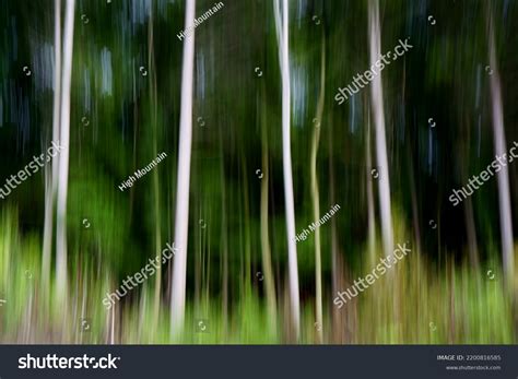 Forest Line Art: Over 31,392 Royalty-Free Licensable Stock Photos ...