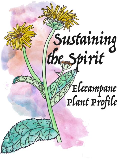 Sustaining the Spirit : Elecampane Plant Profile — Worts + Cunning Apothecary | Intersectional ...