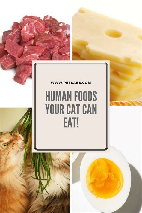 Human Food Your Cat Can Eat Foods Cats Can Eat Human Food Food