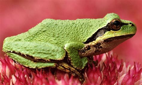 Pacific Chorus Frog - San Francisco Zoo & Gardens