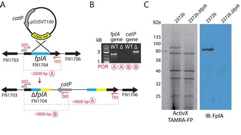 Creation Of An F Nucleatum 23726 ∆fpla A Pdjsvt100 Is A