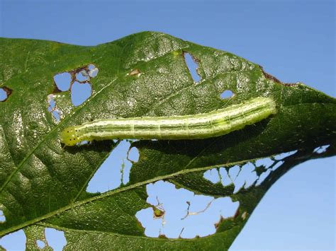 Cara Mudah Kawal Ulat Ratus Secara Biologi Blog Cilibangi