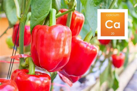 Fix A Pepper Plant Calcium Deficiency Like A Pro Gardening Dream