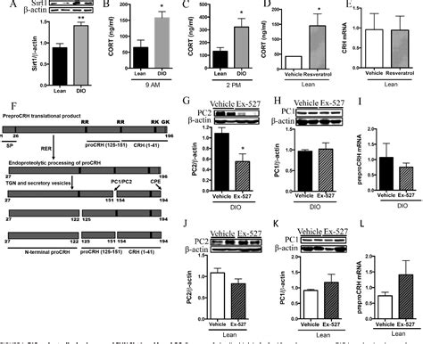 Figure From The Nutrient And Energy Sensor Sirt Regulates The