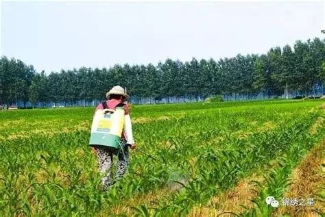 玉米除草不伤苗，原来还真有一套！非常实用