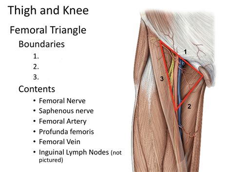 Femoral Triangle Diagram Quizlet