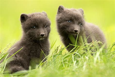 The Arctic Fox in Iceland