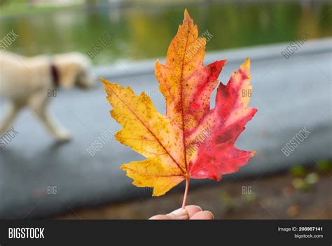 Beautiful Autumn Leaf Image And Photo Free Trial Bigstock