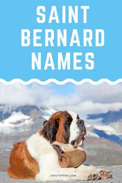 140+ St. Bernard Names for Your Swiss Baby