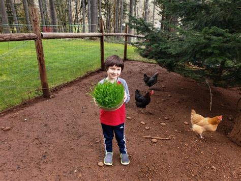 Amturf Green Feast Forage Mix