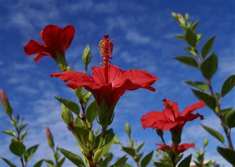 What Is The Best Potting Soil For Hibiscus A Gardeners Guide To