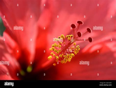 Close Up Of Red Hibiscus Flower Stigma And Stamen At The Botanical Garden In New Mexico Stock