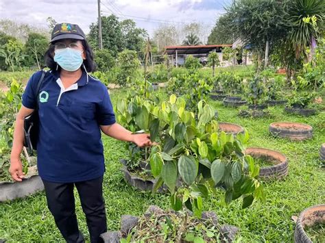 สำนักงานเกษตรจังหวัดตรัง ลงพื้นที่เพื่อสำรวจแหล่งผลิตต้นพันธุ์พริกไทยพันธุ์ปะเหล