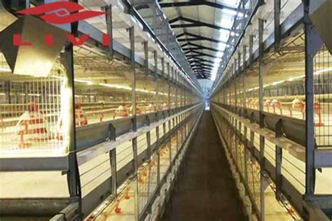 Chicken House Design Of 20000 Broilers LIVI