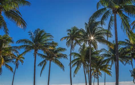 Sun Shining Through Palm Trees Bild Kaufen Lookphotos