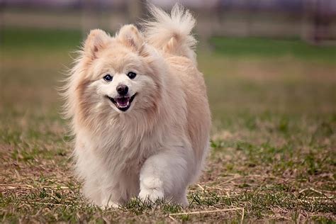 Hd Wallpaper Long Coated White Dog Walking On Grass Pomeranian Cute