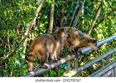 Coatimundi Ringtailed Coati Nasua Nasua Iguazu Stock Photo 2192705767 | Shutterstock