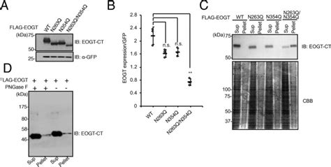 N Glycans On Egf Domain Specific O Glcnac Transferase Eogt Facilitate