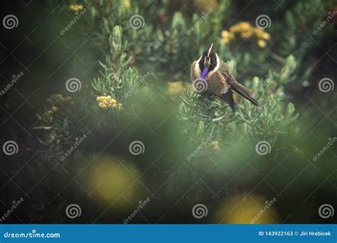 Green Bearded Helmetcrest Resting On Tree With Yellow Flowers Colombia