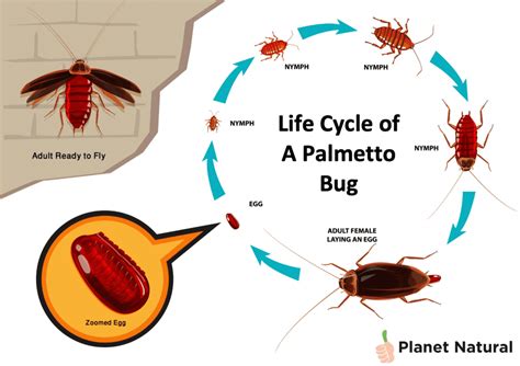 Palmetto Bug Or Cockroach: Differences & How to Kill Them