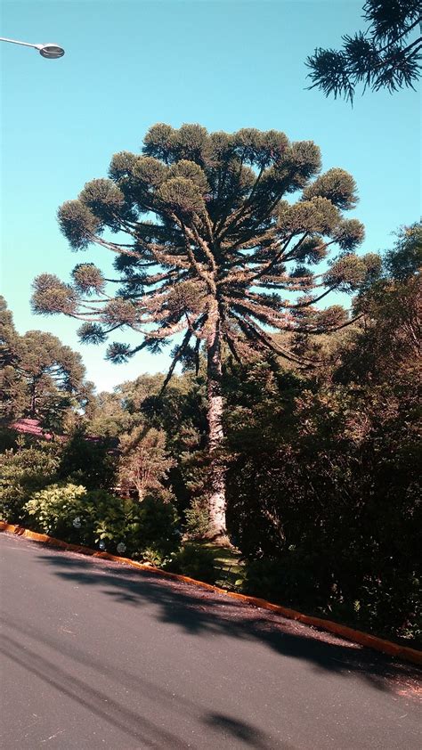 Araucaria Centenario Foto Gratis En Pixabay Pixabay