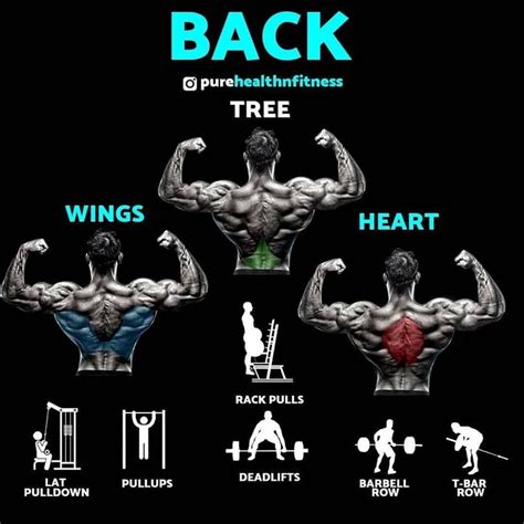 8 Best Muscle Building Back Exercises Are You Ready To Grow